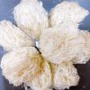 Tổ Yến Sào Khánh Hòa Tinh Chế Loại 1 (100g) – Nguyên Chất 100% - Ảnh 7